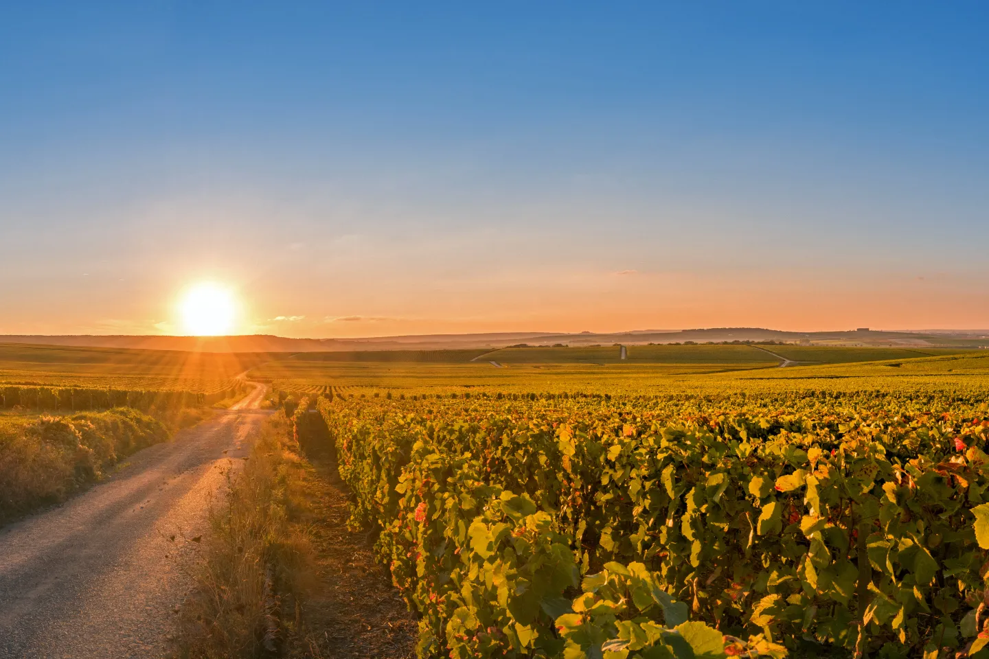 Vineyard