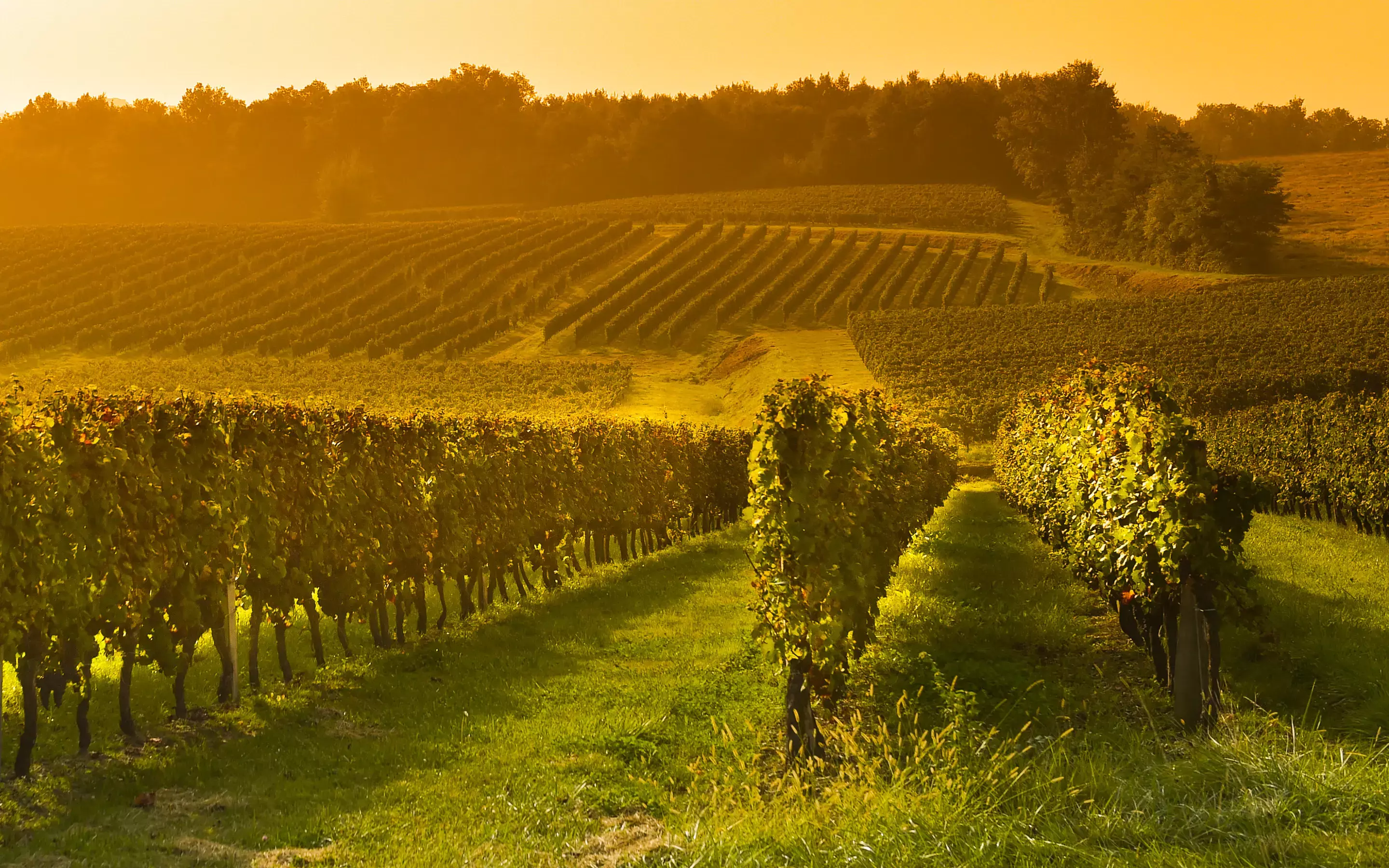 vineyard image